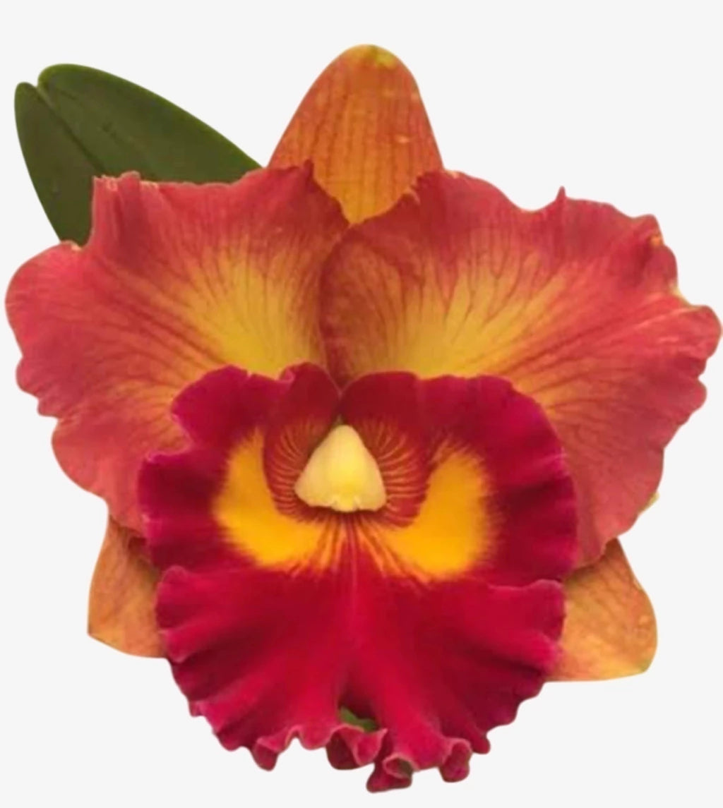 Orquídea Rlc. Nakornchaisri Delight - Adulta e apta a Floração