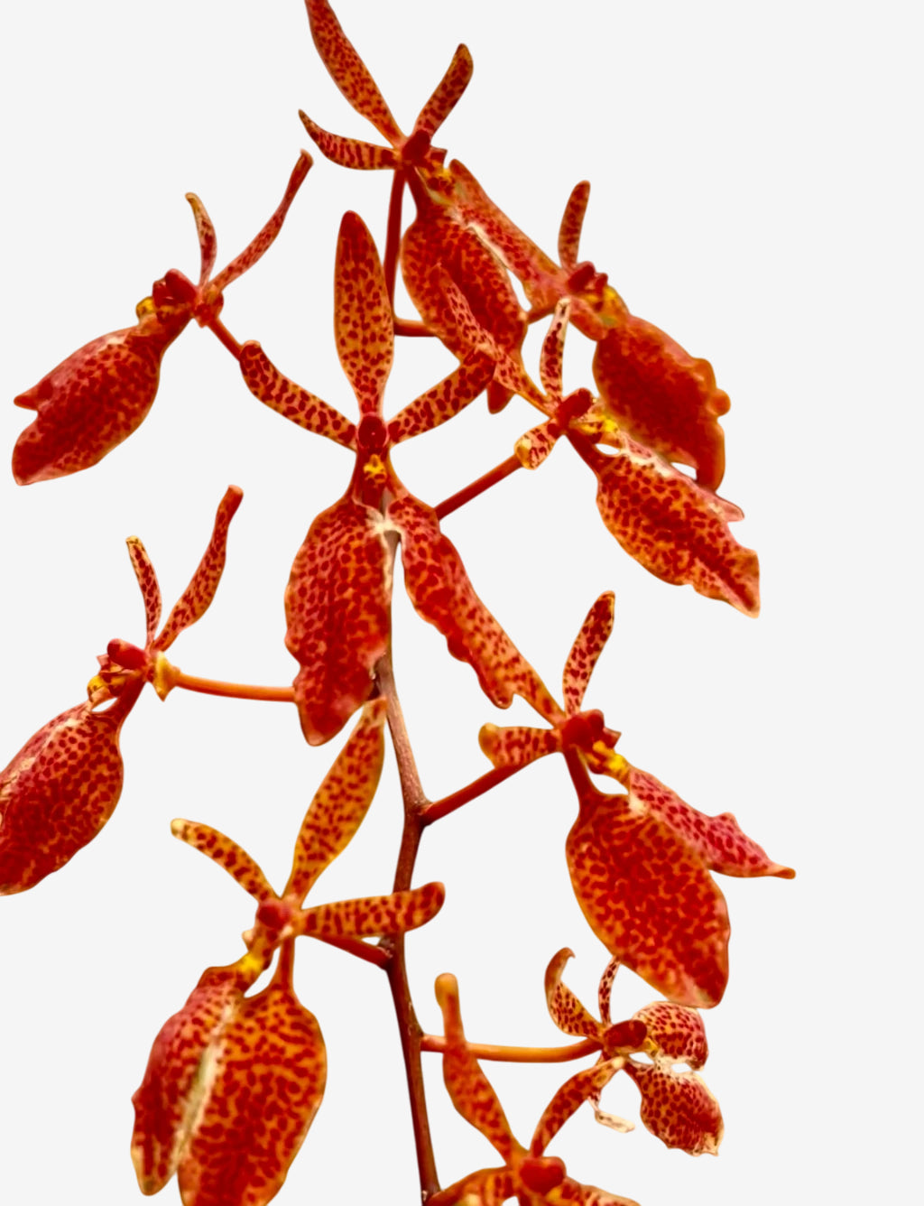 Orquídea Renanthera imschootiana × monachica – Importada, Adulta e Apta à Floração, Flor em Cachos Laranja-Vermelha