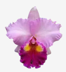 Orquídea Blc Rose Whisper Suysei - Adulta, porte G e Aptas à Floração | Enviada Plantada no Vaso