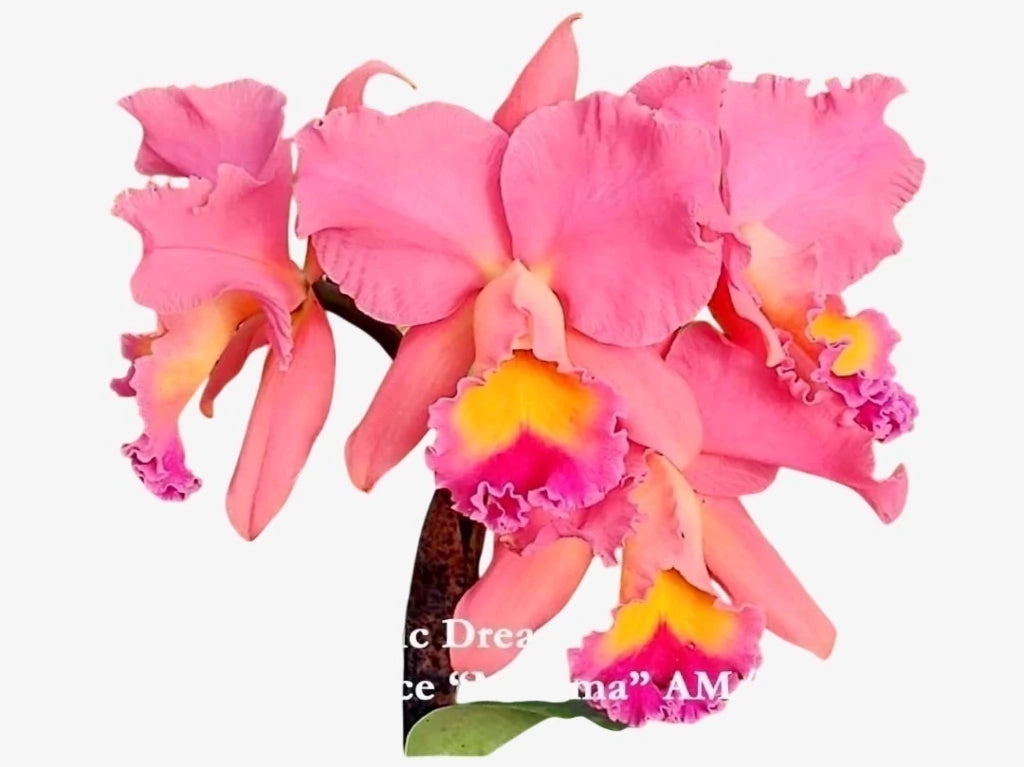 Orquídea Pot Exotic Dream x Lc Horace Máxima (266) – Adulta e Apta à Floração