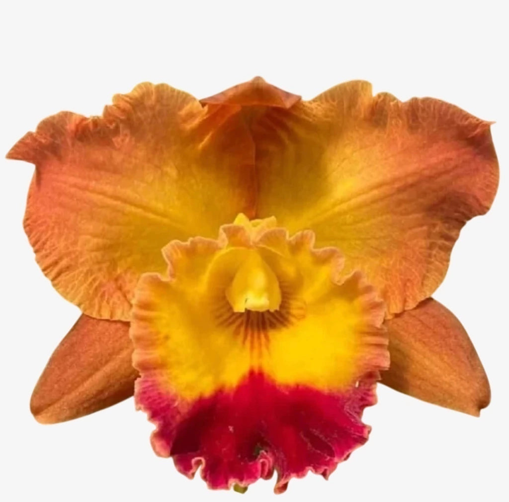 Orquídea Blc Exotic Dream – Flor Rara e Deslumbrante, Adulta e Apta à Floração