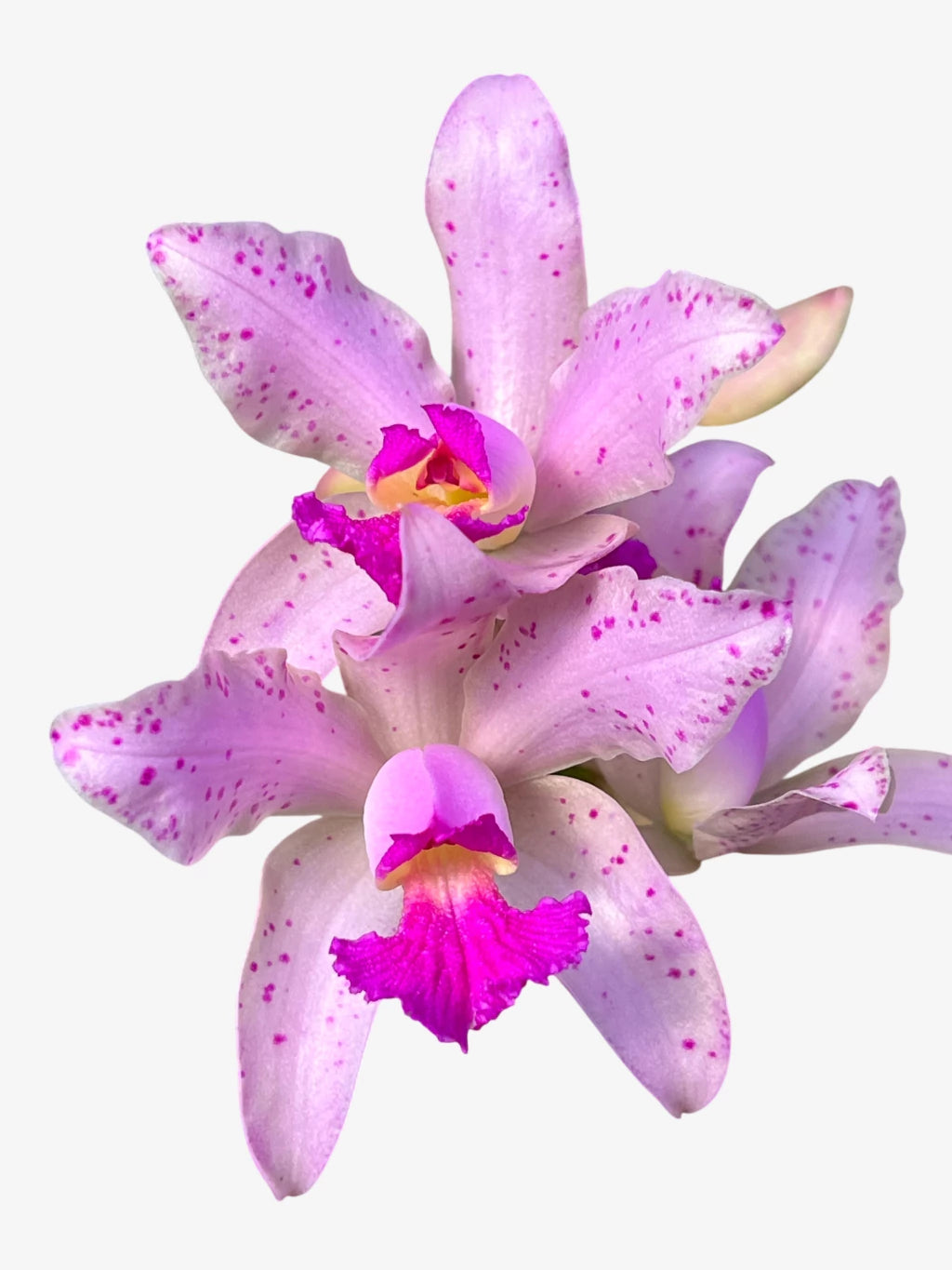 Orquídea Cattleya Amethistoglossa Adulta e apta a floração
