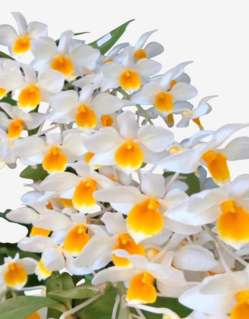 Orquídea Dendrobium Thyrsiflorum x Farmeri - Porte EG, Adulta e Aptas à Floração - Porte Grande (1055)