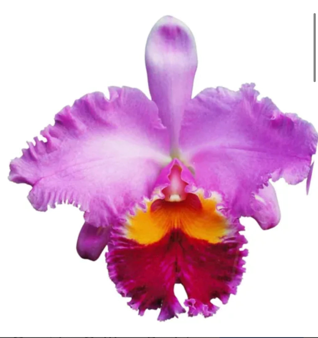 Orquídea Blc Beatriz Kunning – Flor Elegante, Adulta e Apta à Floração