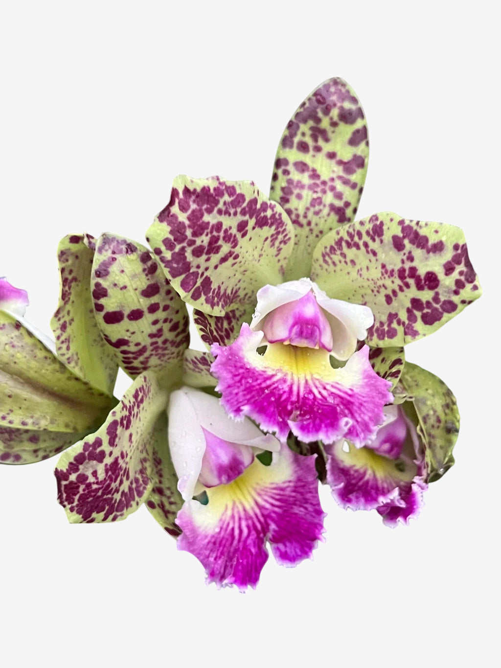 Orquídea Cattleya Schilleriana x C. Cruzeiro do Sul 169 - Adulta e Apta a Floração