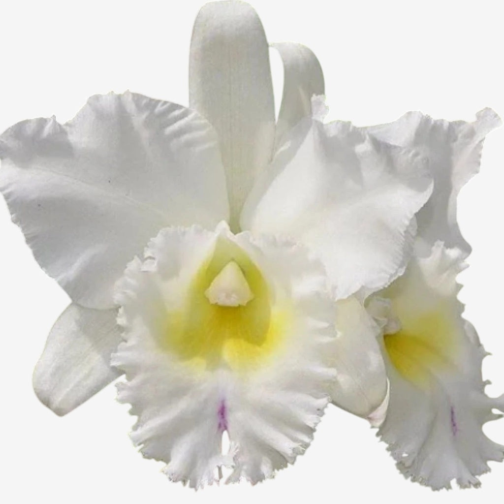 Flor Orquídea Blc Pastoral Inocence Adulta no Vaso 17 – Apta à Floração