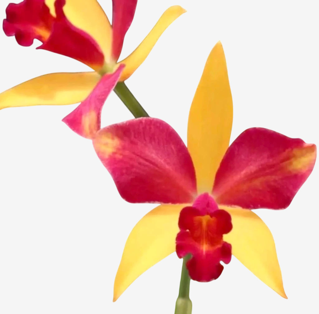 Orquídea Lc. Chocotone Ouro x Pote. Suspira Glow Crimson Magic – Floração Exuberante