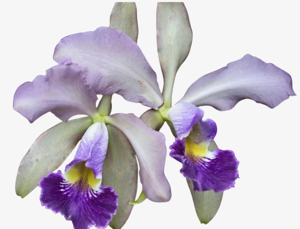 Orquídea Cattleya whitei coerulea – Adulta e Apta à Floração, Flor Azul-Lavanda Elegante