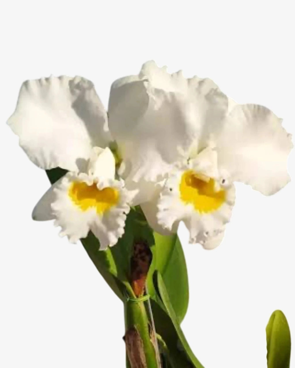 Orquídea Blc Eloise Elena – Adulta e Apta à Floração, Plantada no Vaso