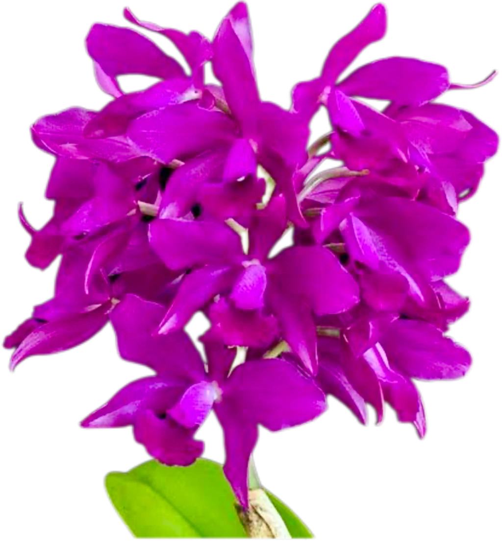 Orquídea Cattleya Bactia – Adulta e Apta à Floração, Flor em Cacho e Perfumada