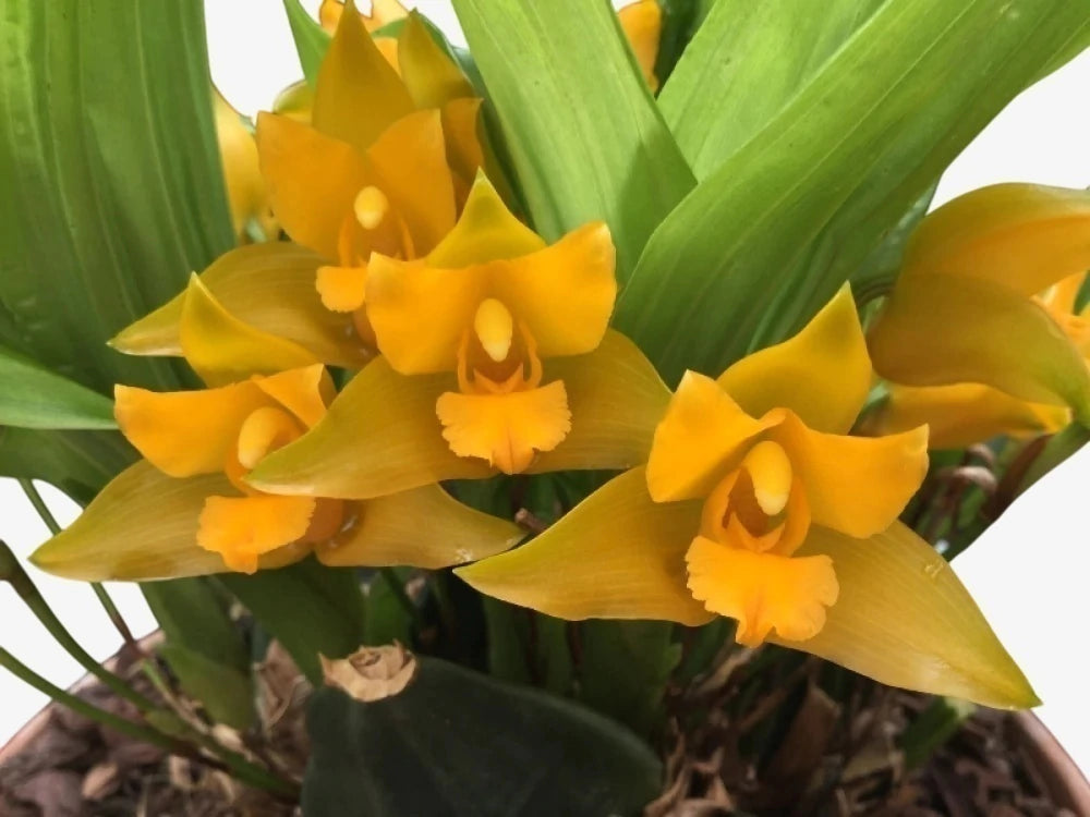 Orquídea Anguloa (Lycaste) Amarela – Adulta e Apta à Floração, Flor em Formato de Tulipa | Em Brotação 10/2025