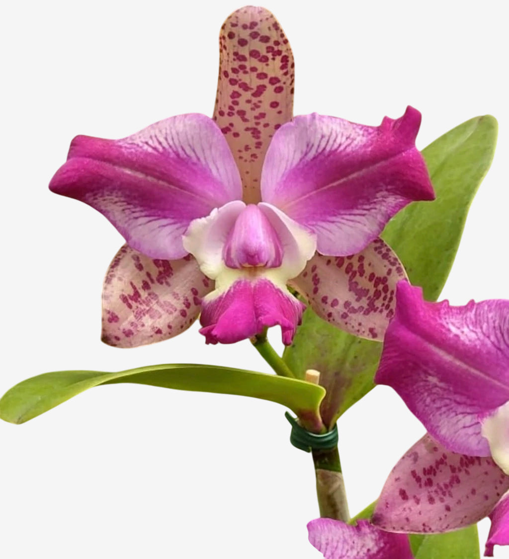 Orquídea Cattleya Penny Kuroda "Spots" x Cruzeiro do Sul MS257 (vaso11) - Planta Adulta Apta à Floração no Vaso
