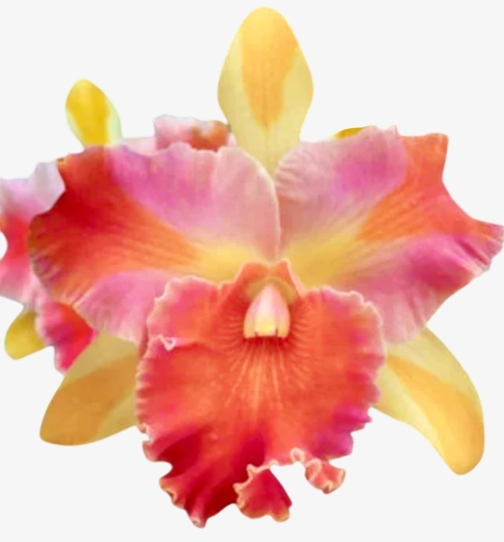 Orquídea Blc Amazing Thailand - Adulta Flor Exuberante