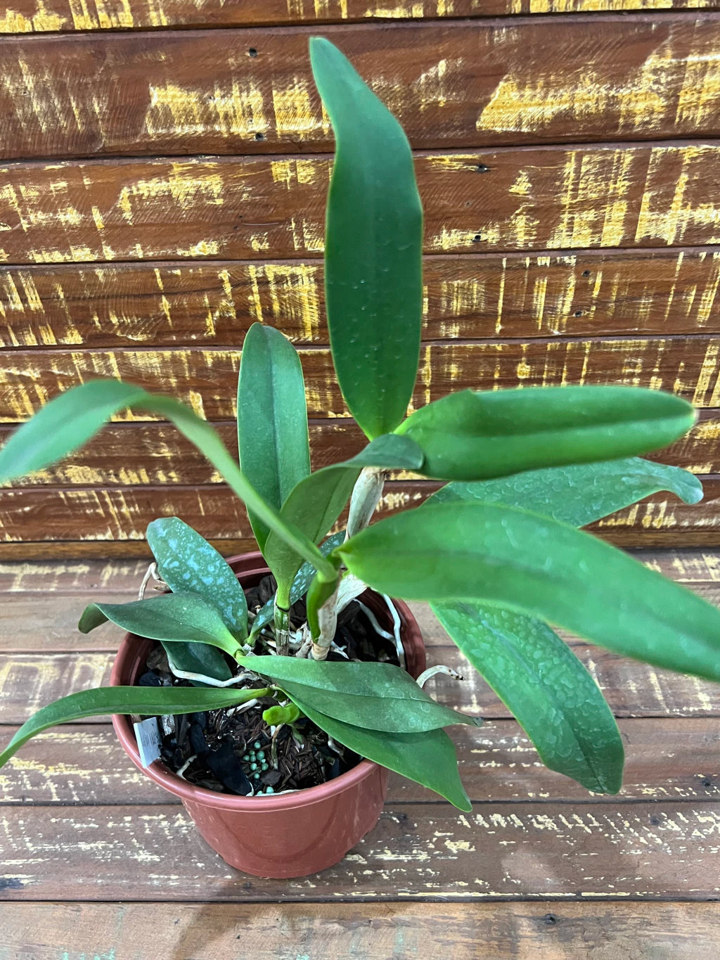 Orquídea Blc. (Blue Boy × Noile’s Blue Sky) – Adulta e Apta à Floração, Flor Azul-Lavanda (coerulea) Elegante