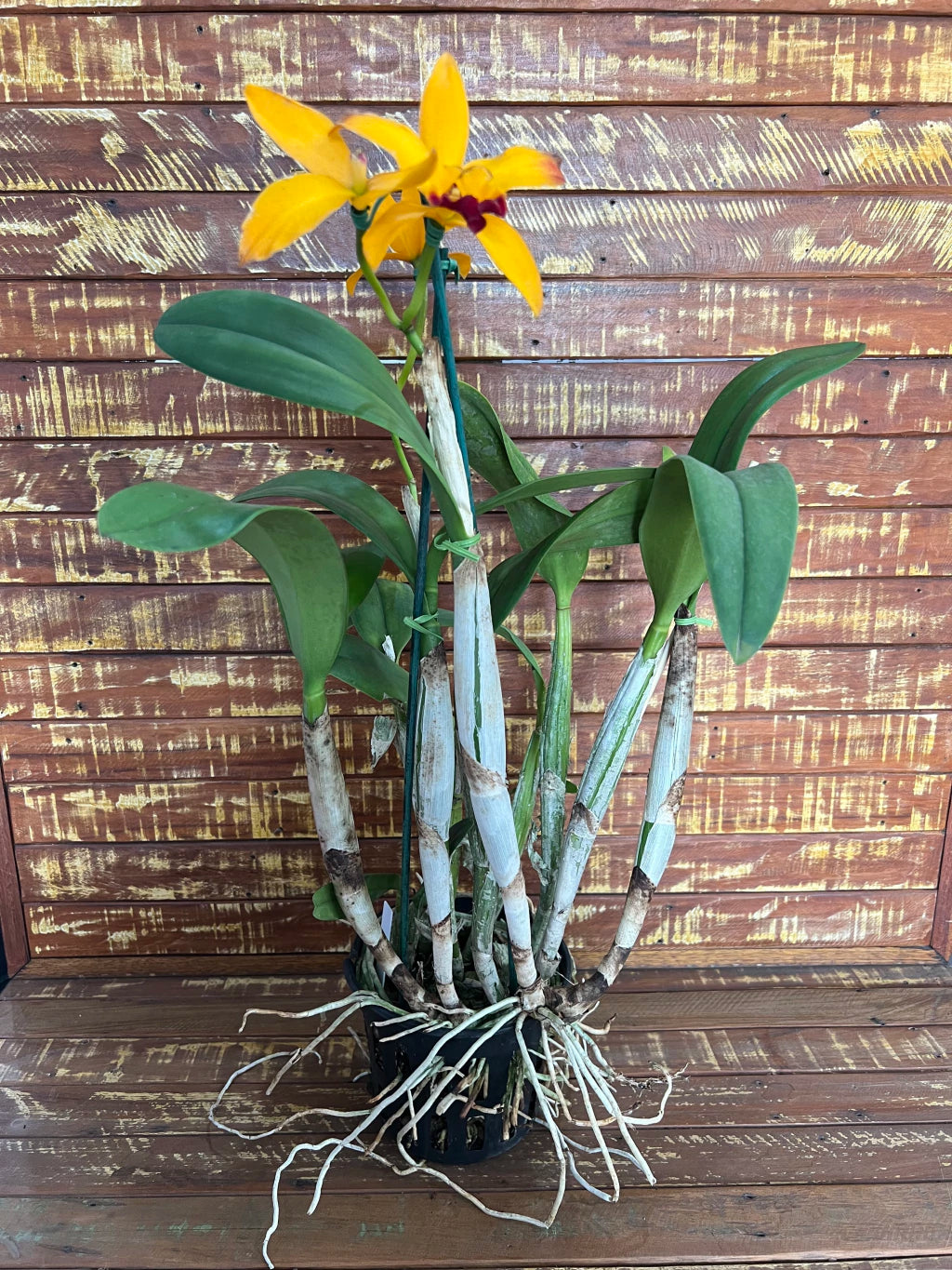 Orquídea Lc. Tropical Trick – Adulta e Apta à Floração