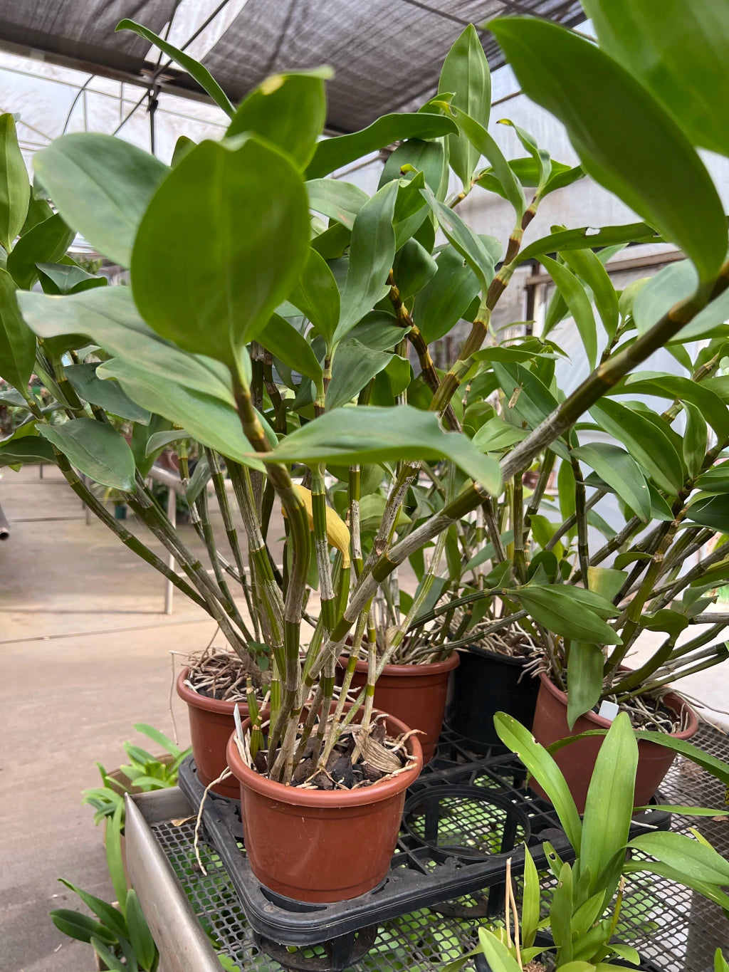 Orquídea Dendrobium Thyrsiflorum x Farmeri - Porte EG, Adulta e Aptas à Floração - Porte Grande (1055)