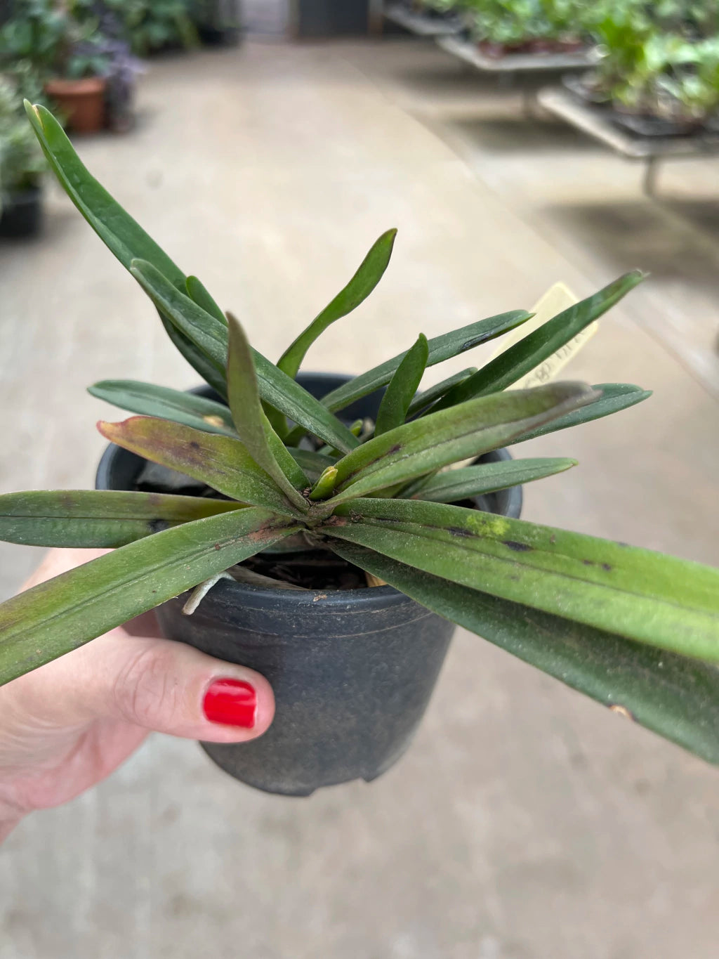 Orquídea Renanthera imschootiana × monachica – Importada, Adulta e Apta à Floração, Flor em Cachos Laranja-Vermelha