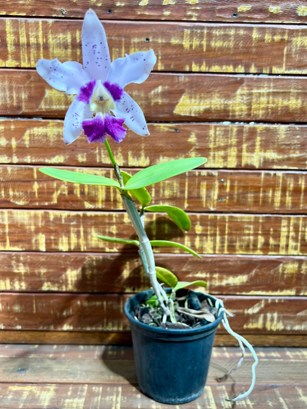 Flor Orquídea Cattleya Interglossa Coeruela – Adulta | Beleza rara com toque azulado