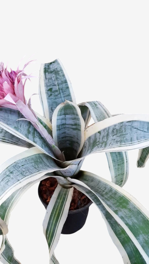 romélia Aechmea fasciata albo marginata - Adulta e Apta à Floração