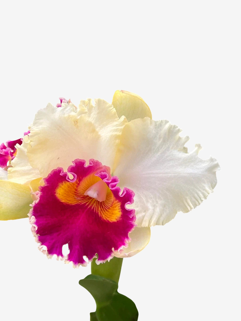 Orquídea Pot. Queen of Carnival – Flor Vibrante, Adulta e Apta à Floração