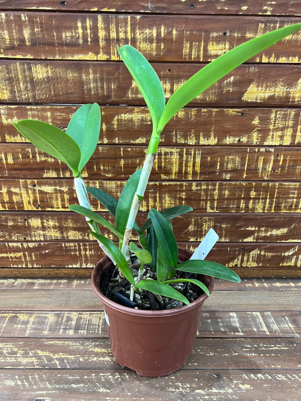 Orquídea Cattleya Bactia – Adulta e Apta à Floração, Flor em Cacho e Perfumada