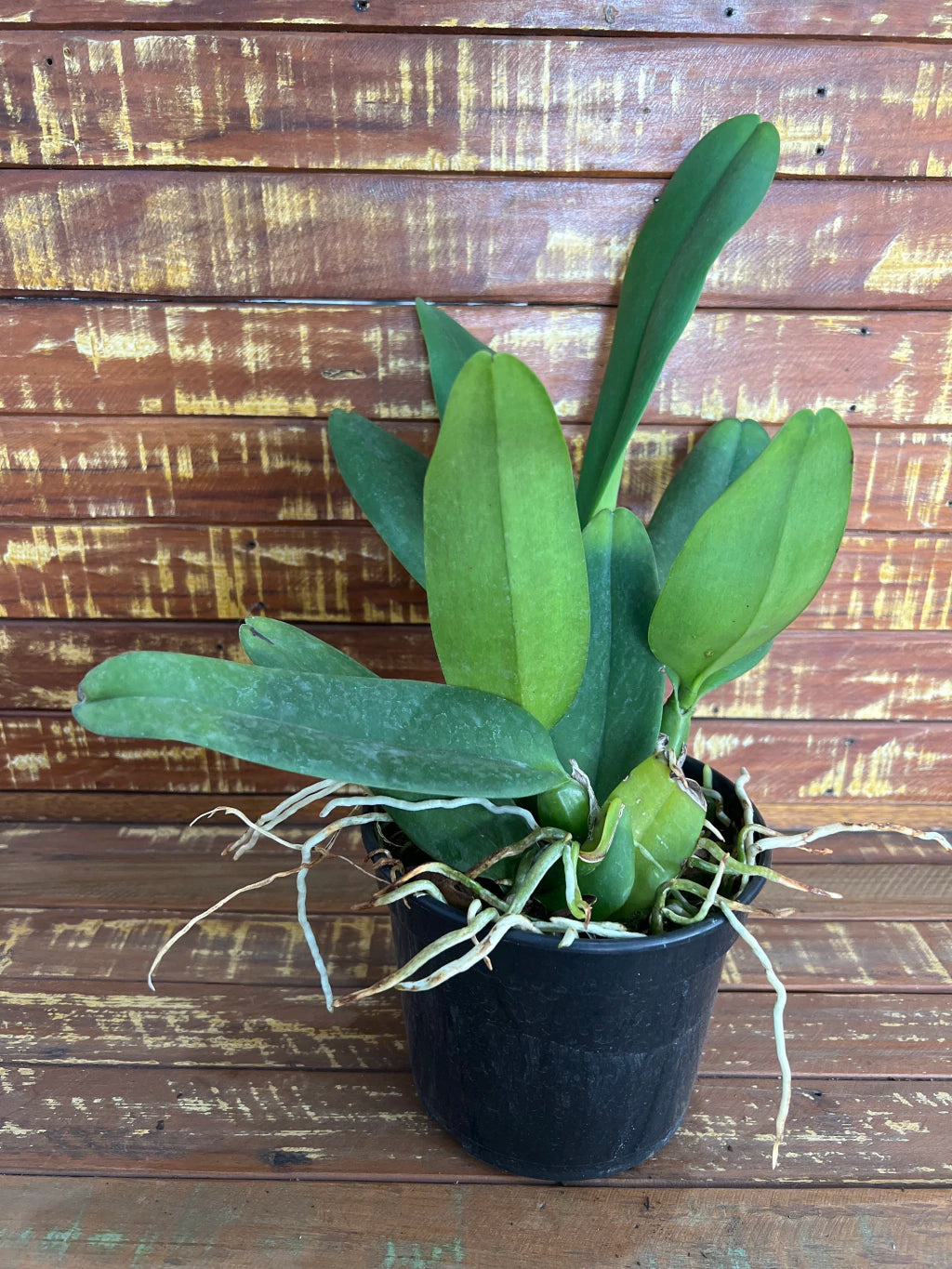 Orquídea Blc Eloise Elena – Adulta e Apta à Floração, Plantada no Vaso