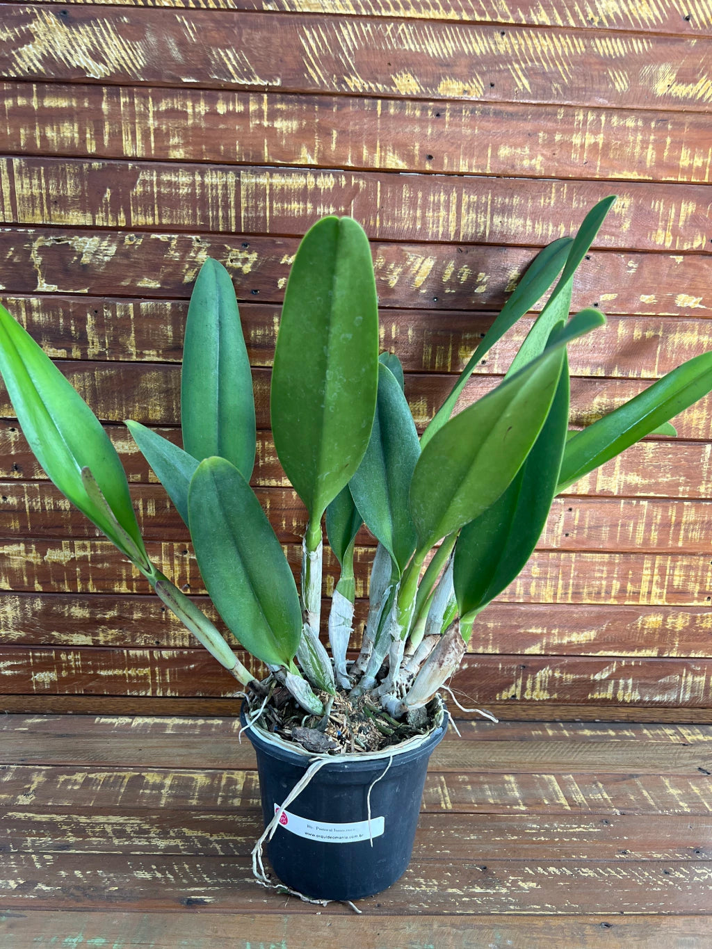 Flor Orquídea Blc Pastoral Inocence Adulta no Vaso 17 – Apta à Floração