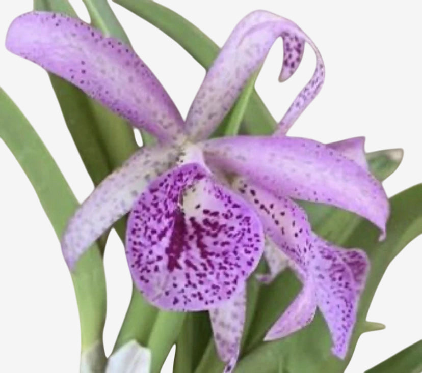 Orquídea Bc. Maikai Mayumi - Adulta, Apta a floração