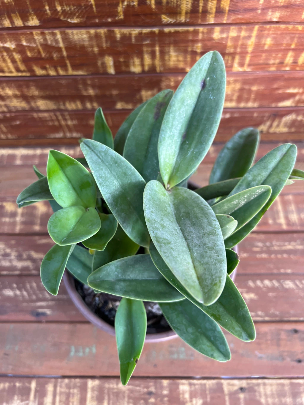 Orquídea Guarianthe bowringiana albescens – Flor Clara e Delicada, Adulta e Apta à Floração