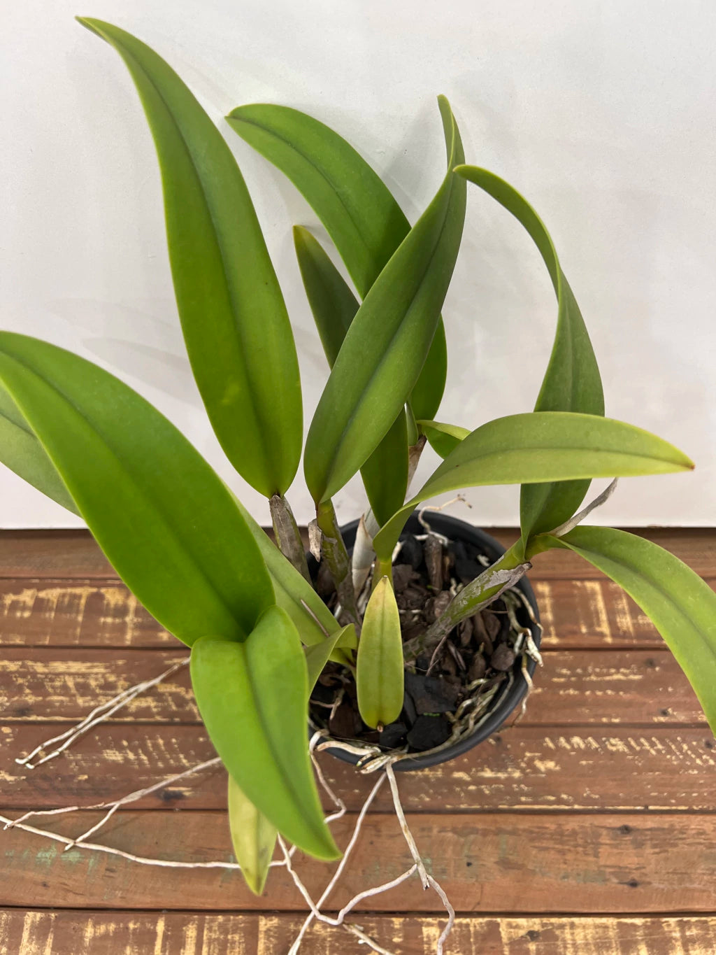 Orquídea Lc. Chocotone Ouro x Pote. Suspira Glow Crimson Magic – Floração Exuberante