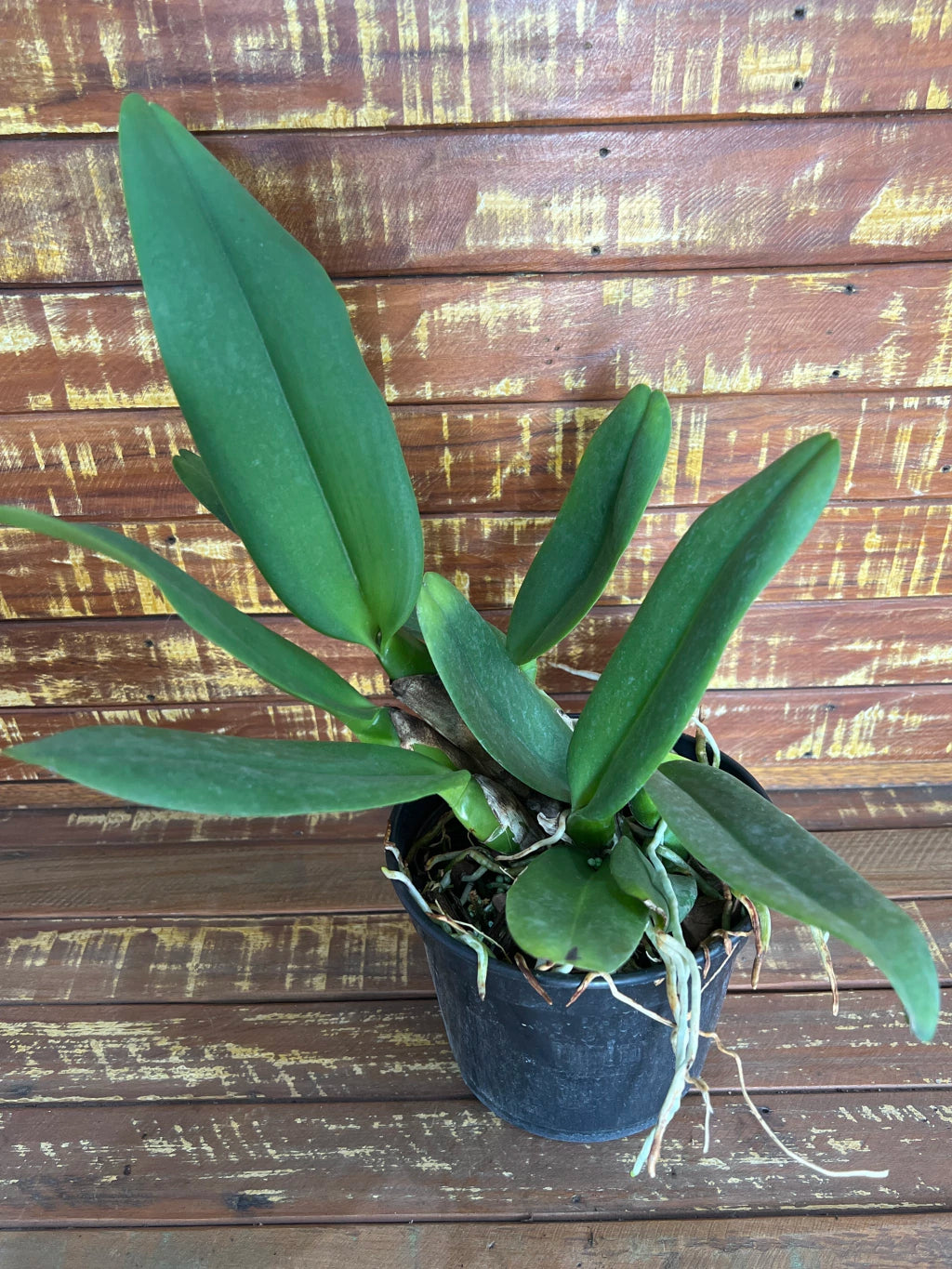 Orquídea Blc Eloise Elena – Adulta e Apta à Floração, Plantada no Vaso