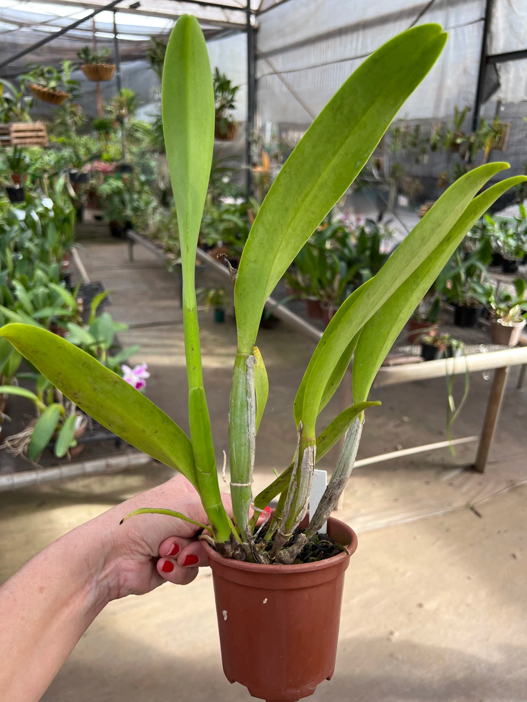Orquídea Cattleya Turandot × Orange Show × Chunyeh (98) – Adulta e Apta à Floração, Flor de Tons Quentes e Impacto Visual