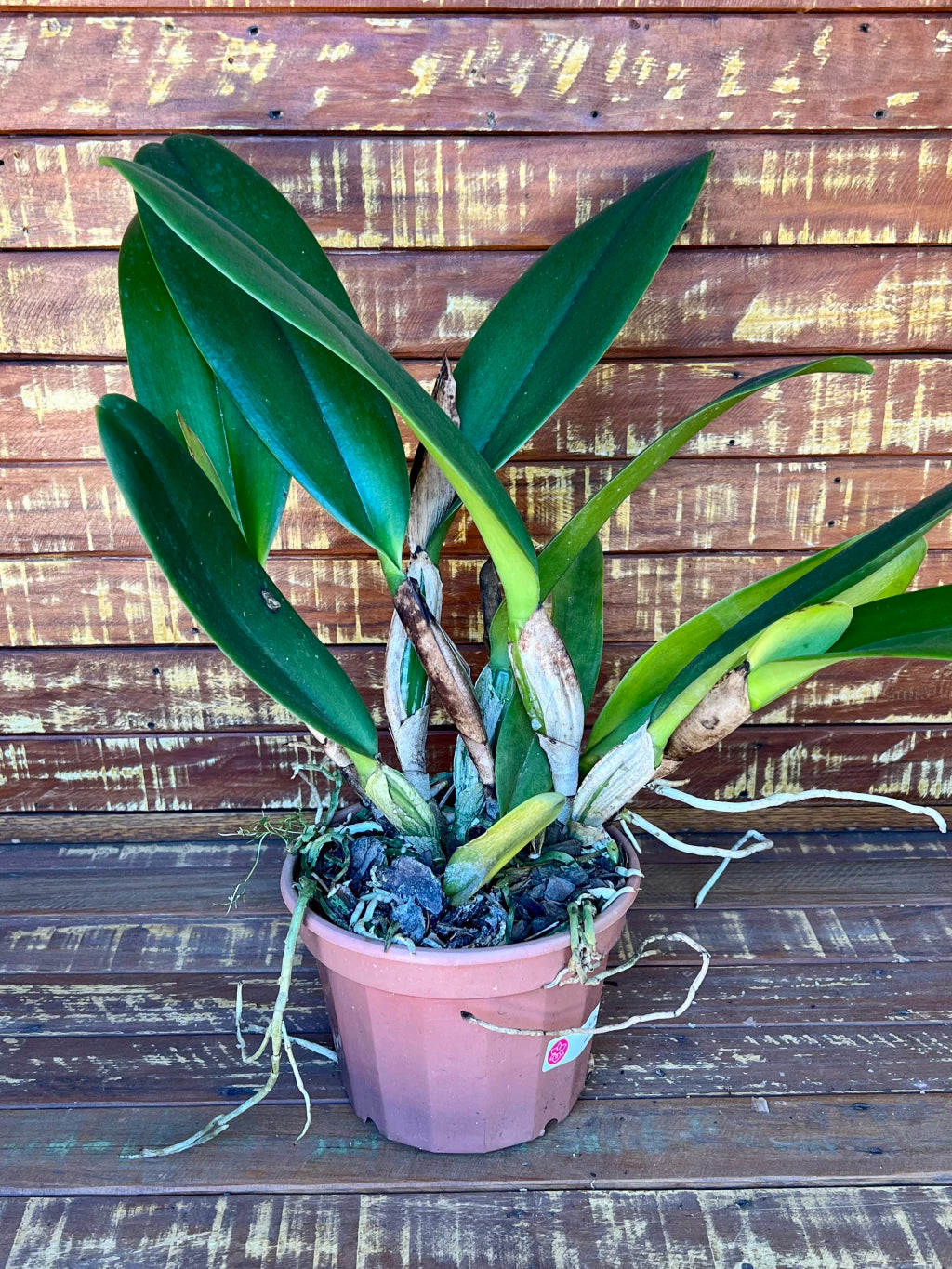 Orquídea Blc Exotic Dream – Flor Rara e Deslumbrante, Adulta e Apta à Floração