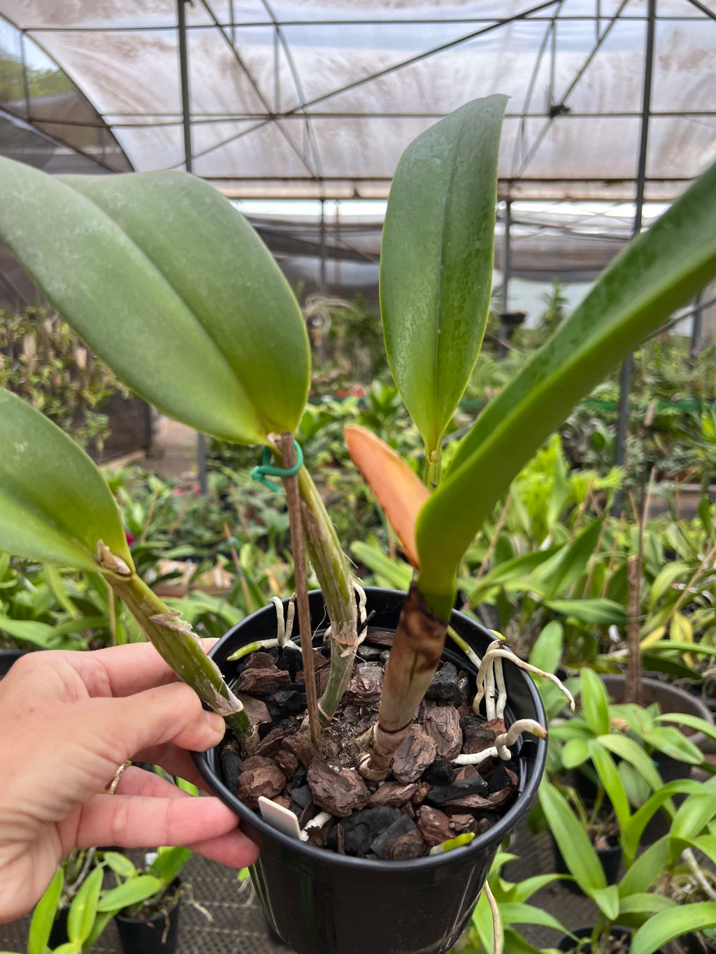 Orquídea Blc. Toshie Aoki Carmela x Erin Kobayashi Lahaina Gold – Adulto e Apta à Floração | Ms41