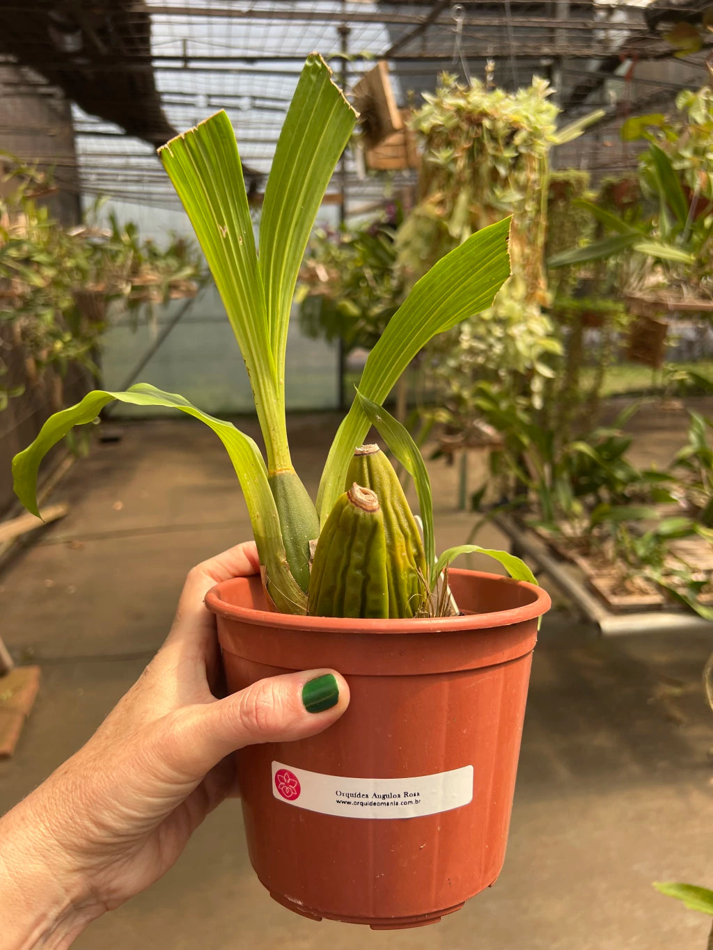 Orquídea Anguloa (Lycaste) Rosa – Adulta e Apta à Floração, Flor em Formato de Tulipa | Em Brotação 10/2025