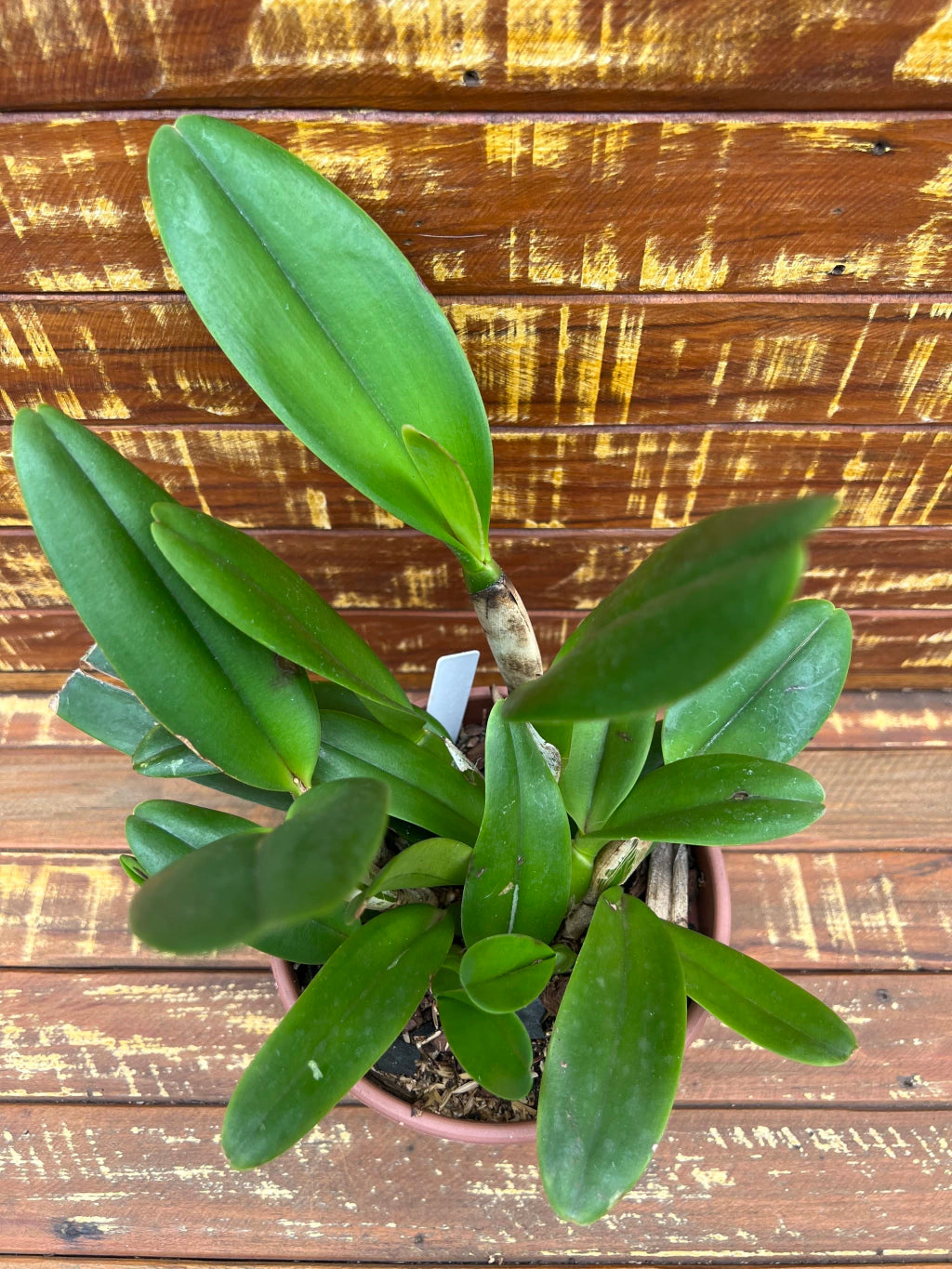 Blc. Turandot "Guaxupé" - adulta | Envio Plantada no Vaso
