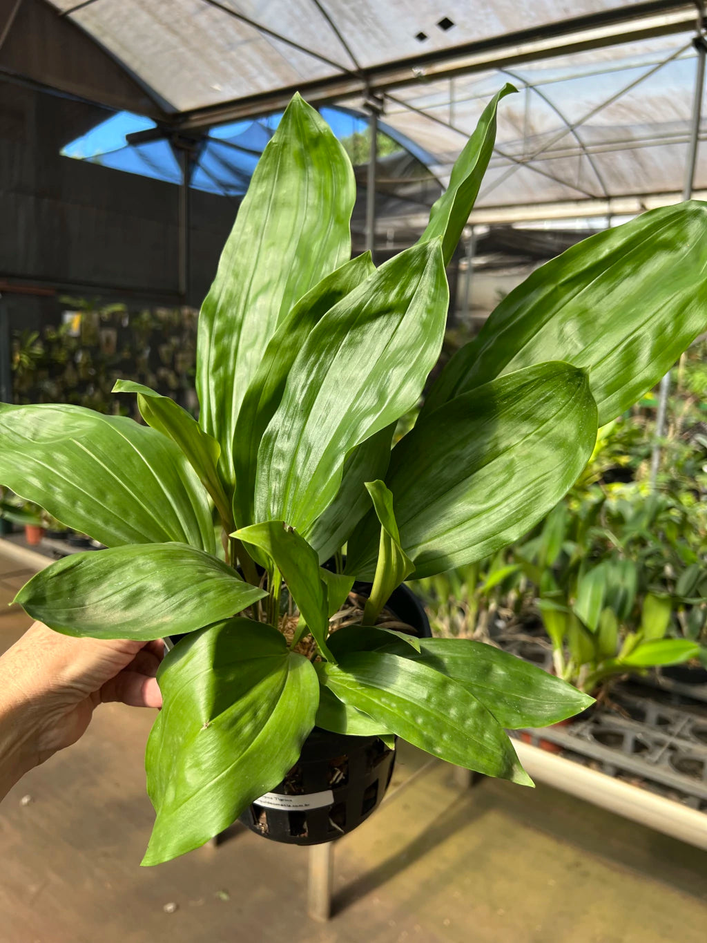 Orquídea Stanhopea Tigrina Nigroviolacea Adulta | Flor Exótica e de Fácil Cultivo!