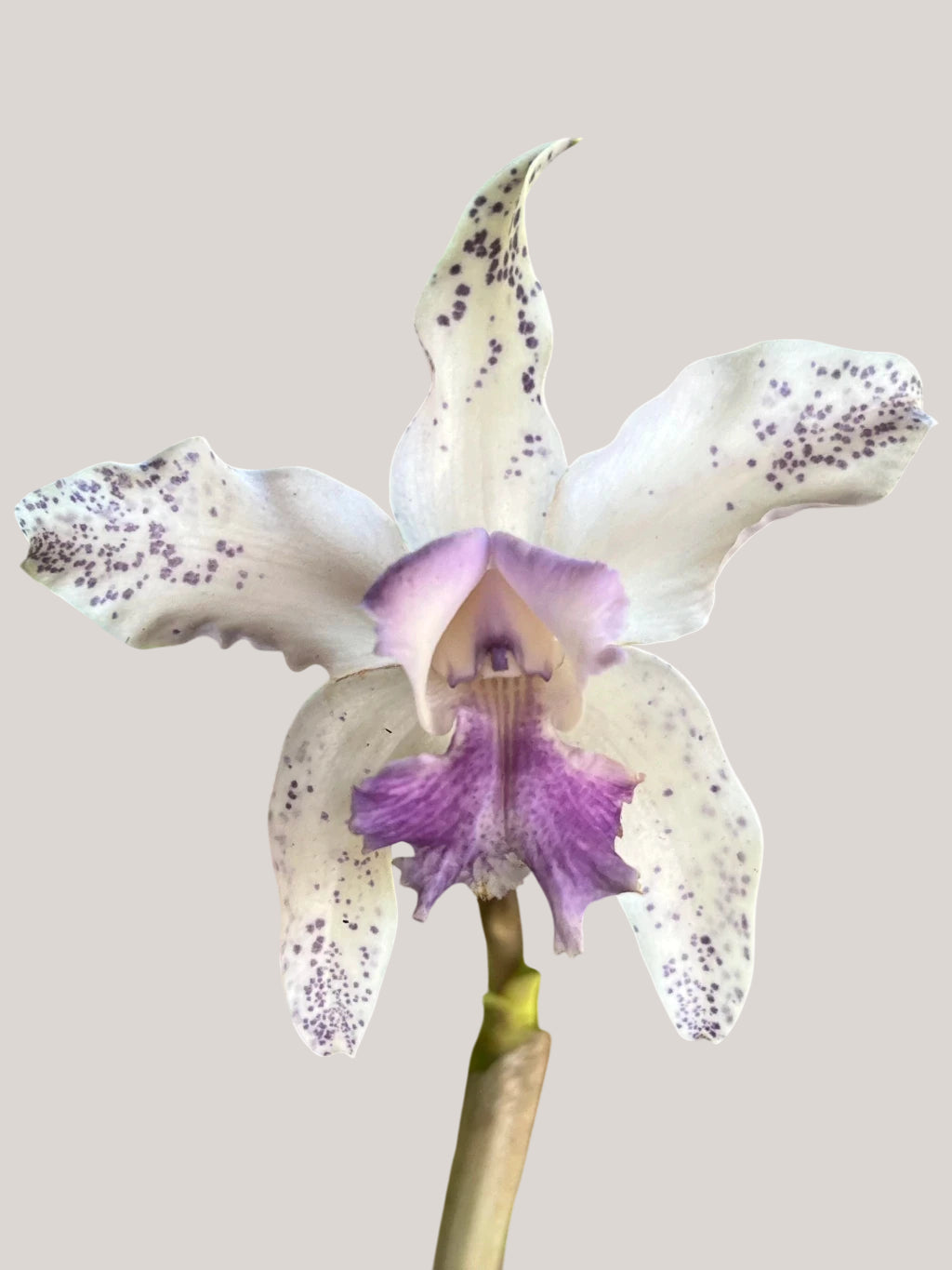 Flor Orquídea Cattleya Interglossa Coeruela – Adulta | Beleza rara com toque azulado