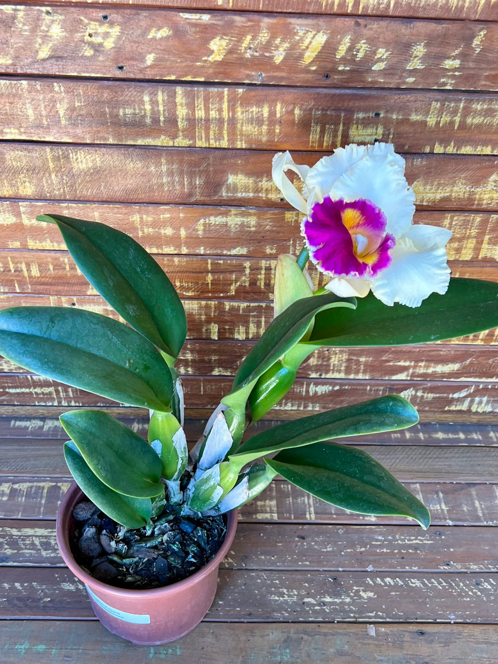 Orquídea Pot. Queen of Carnival – Flor Vibrante, Adulta e Apta à Floração