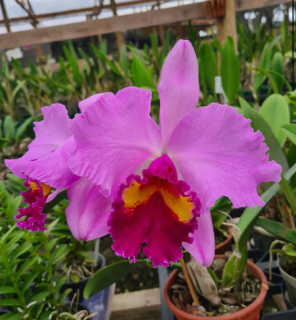Orquídea Blc Beatriz Kunning – Flor Elegante, Adulta e Apta à Floração