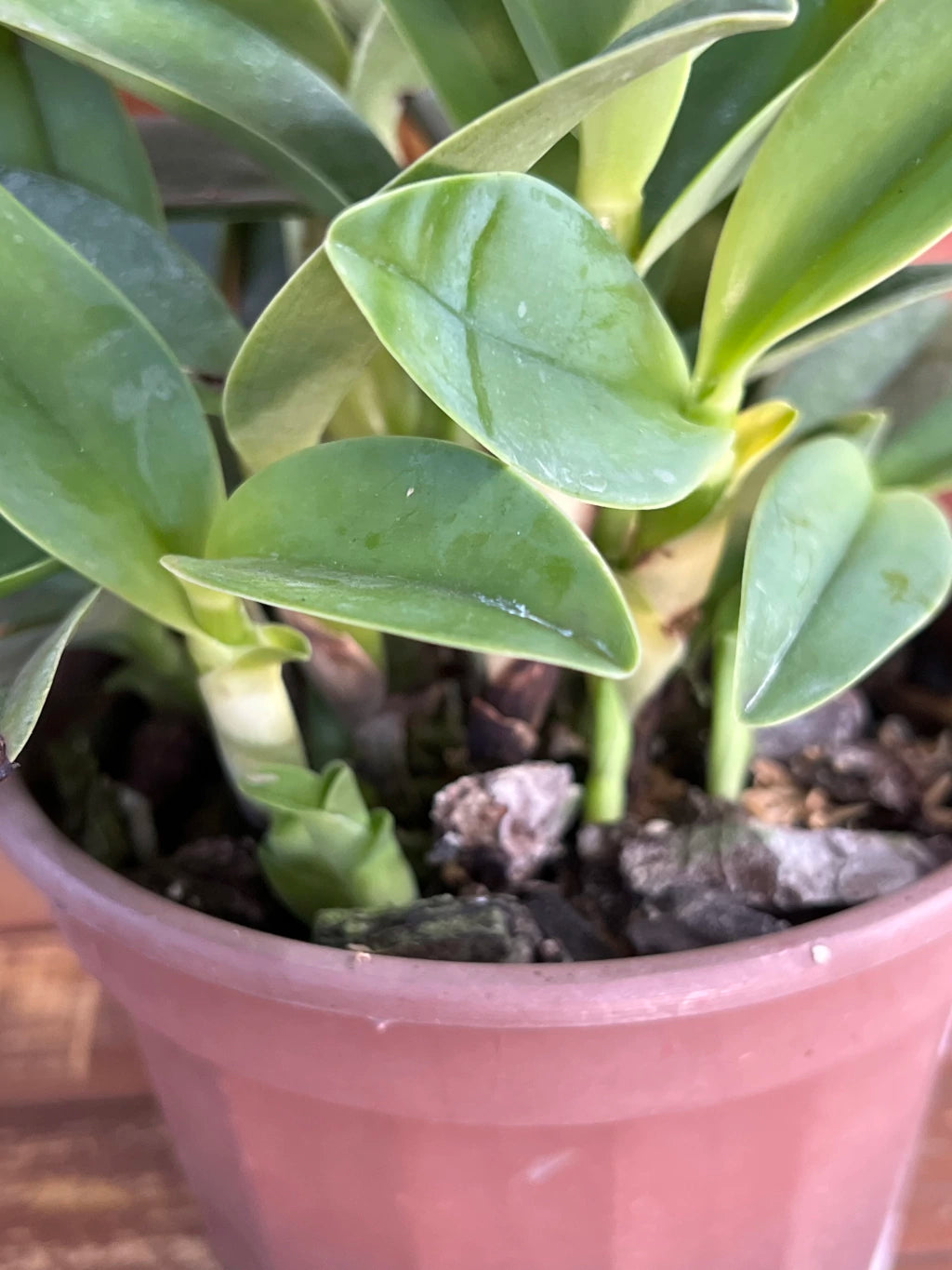 Orquídea Guarianthe bowringiana albescens – Flor Clara e Delicada, Adulta e Apta à Floração