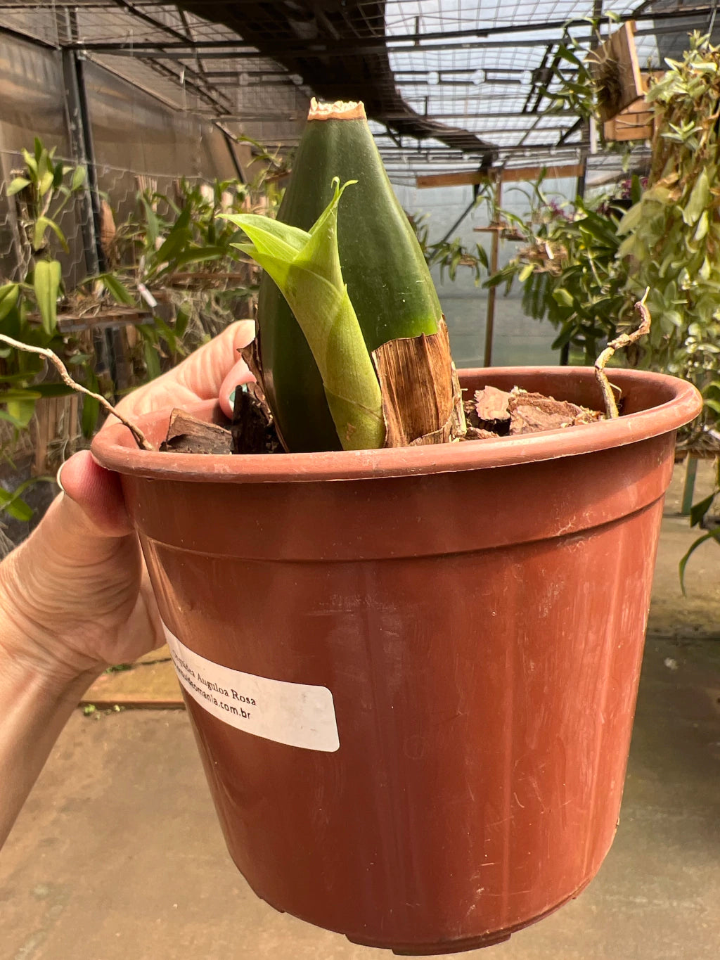 Orquídea Anguloa (Lycaste) Rosa – Adulta e Apta à Floração, Flor em Formato de Tulipa | Em Brotação 10/2025