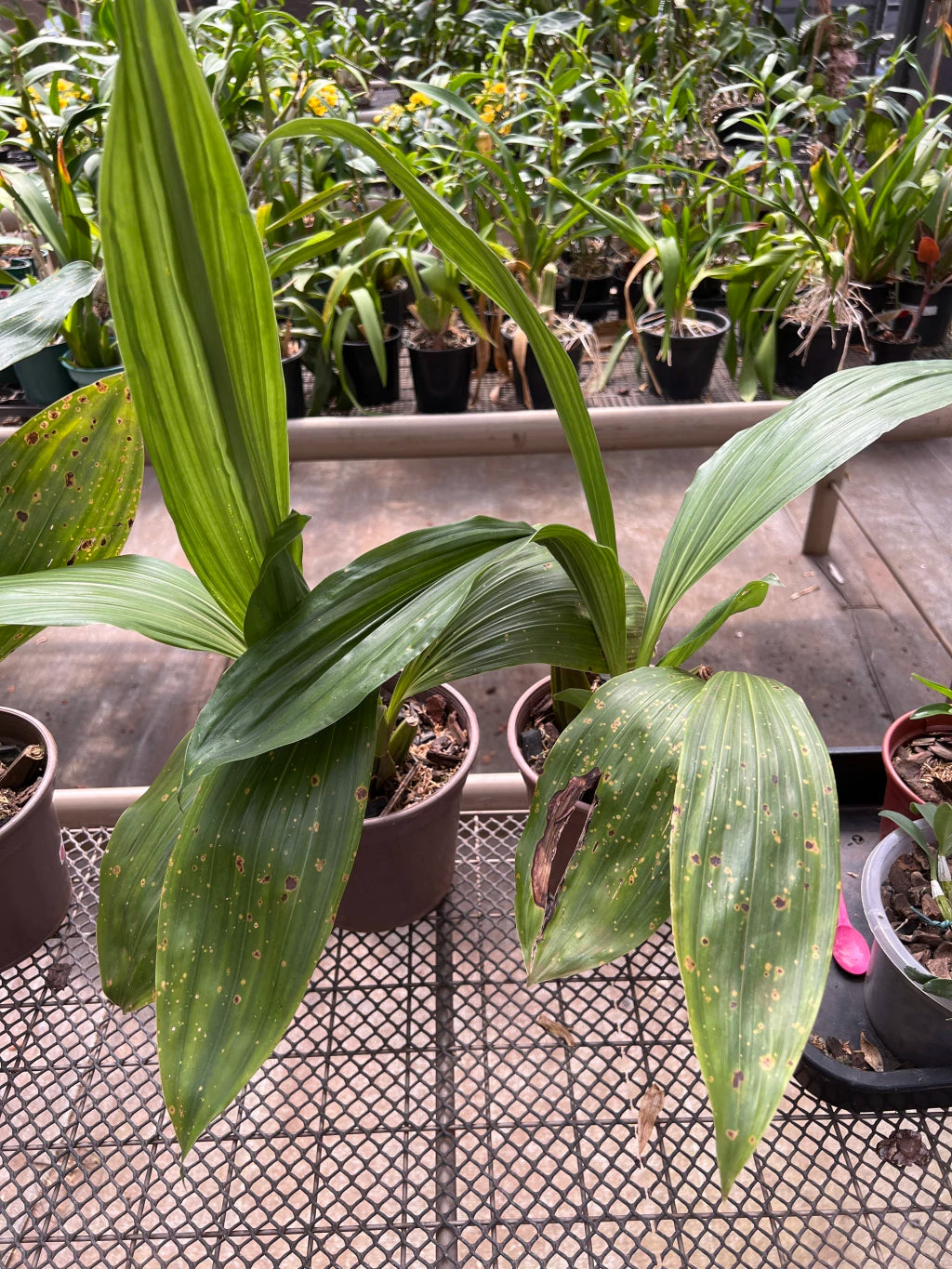 Orquídea Lycaste (Anguloa) Verde – Vaso 20, Adulta e Apta à Floração, Flor em Formato de Tulipa