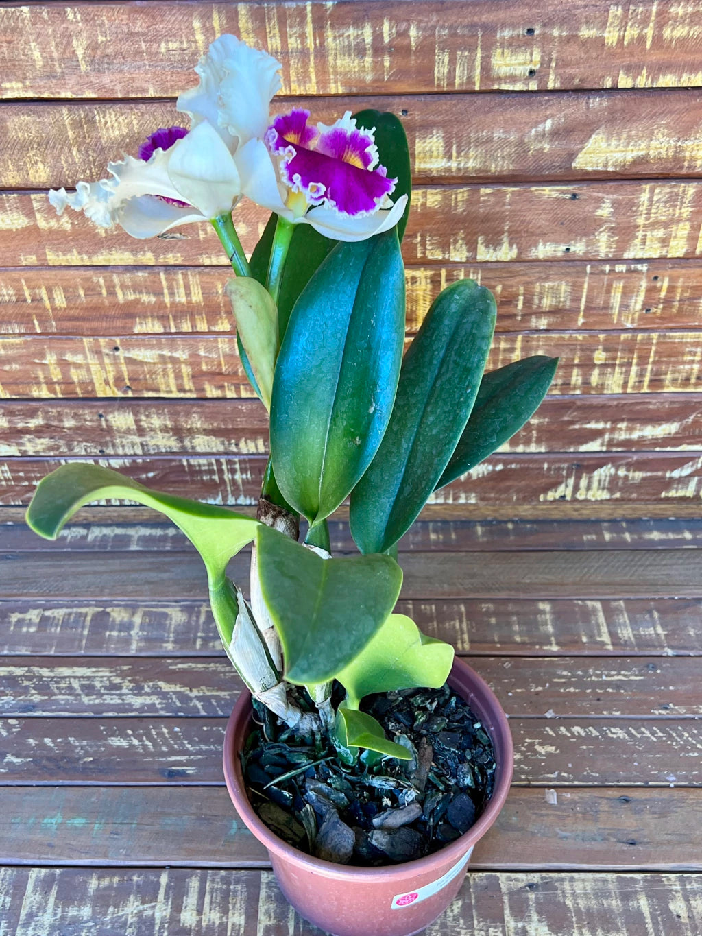 Orquídea Pot. Queen of Carnival – Flor Vibrante, Adulta e Apta à Floração