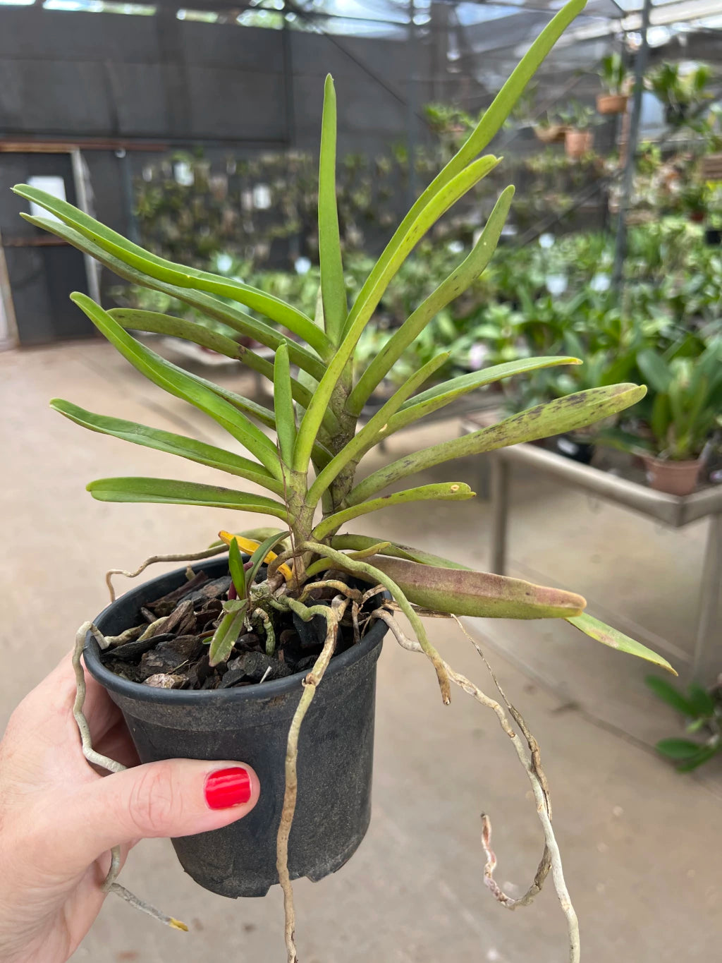 Orquídea Renanthera imschootiana × monachica – Importada, Adulta e Apta à Floração, Flor em Cachos Laranja-Vermelha