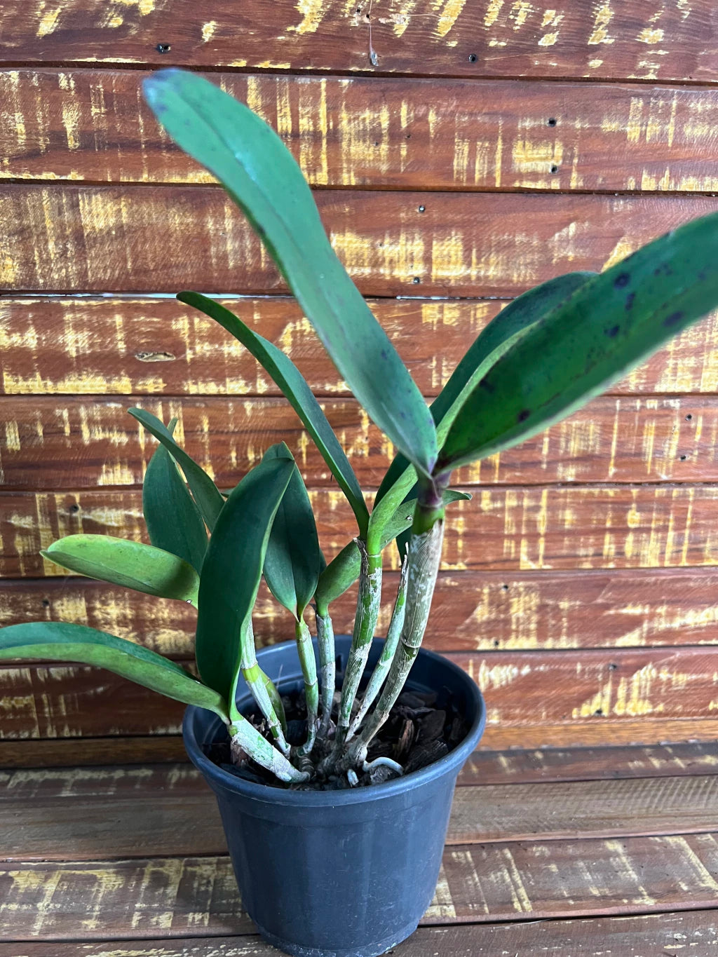 Orquídea Cattleya Penny Kuroda x Loddigesii x Nobiles Variable (210) – Adulta, com Espata e Apta à Floração