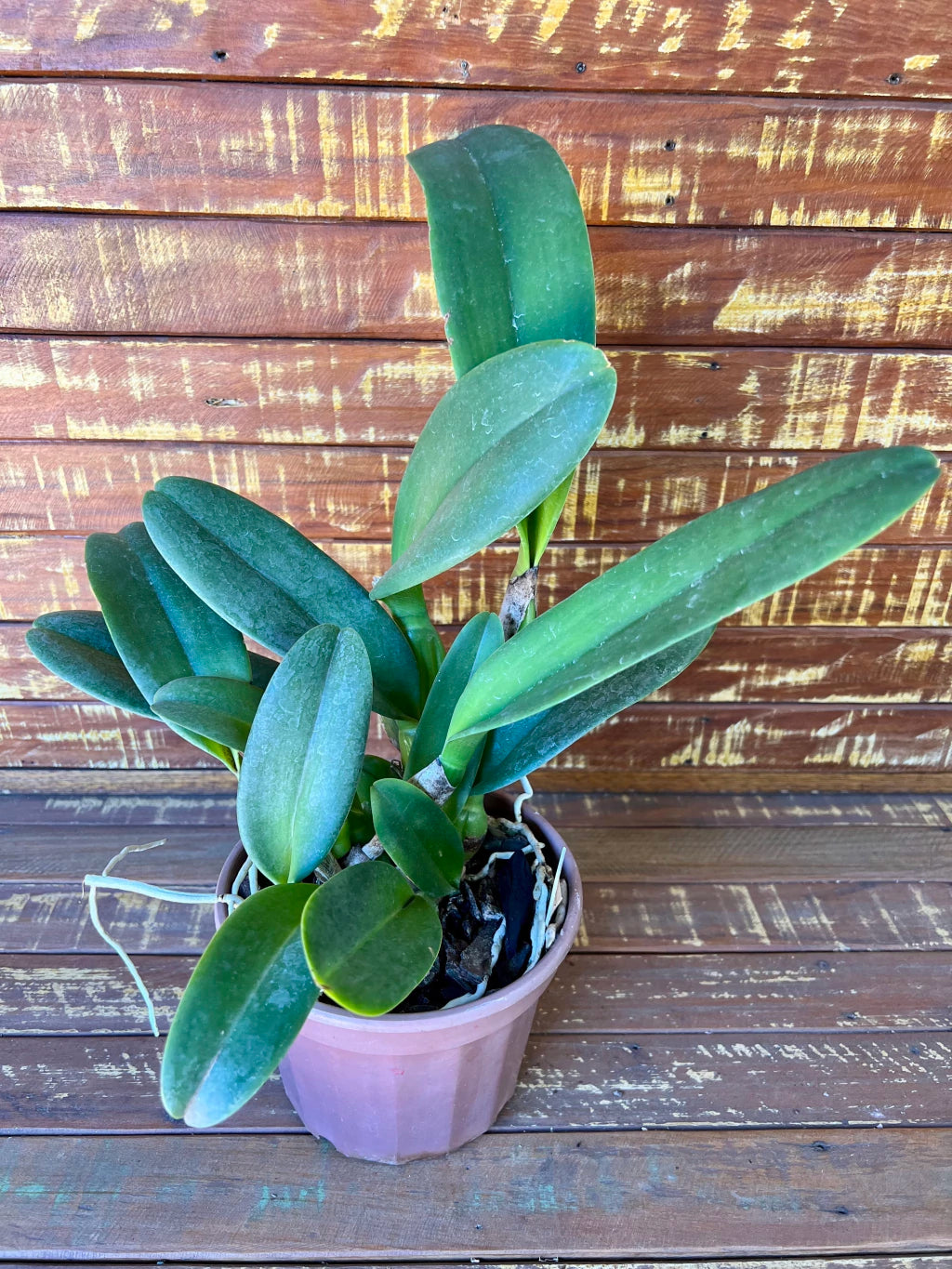 Orquídea Blc Beatriz Kunning – Flor Elegante, Adulta e Apta à Floração