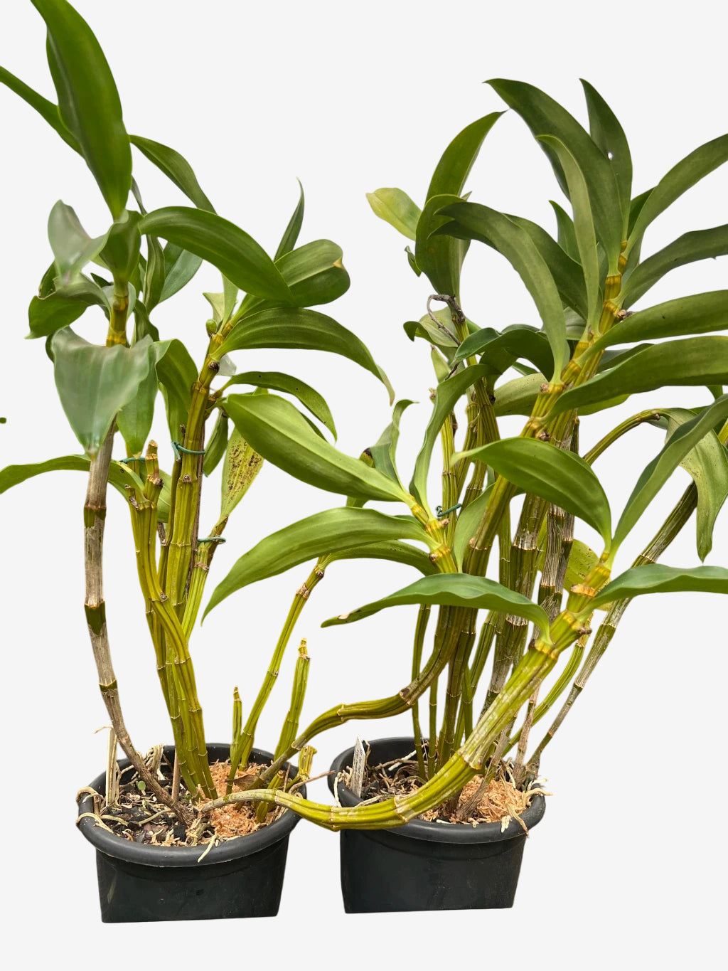 Orquídea Dendrobium Thyrsiflorum x Farmeri - Porte EG, Adulta e Aptas à Floração - Porte Grande (1055)