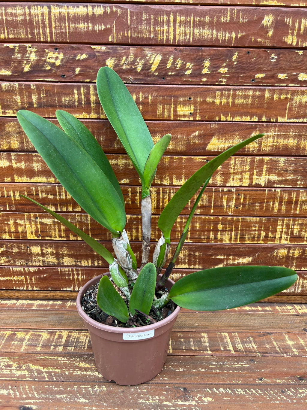Blc. Turandot "Guaxupé" - adulta | Envio Plantada no Vaso