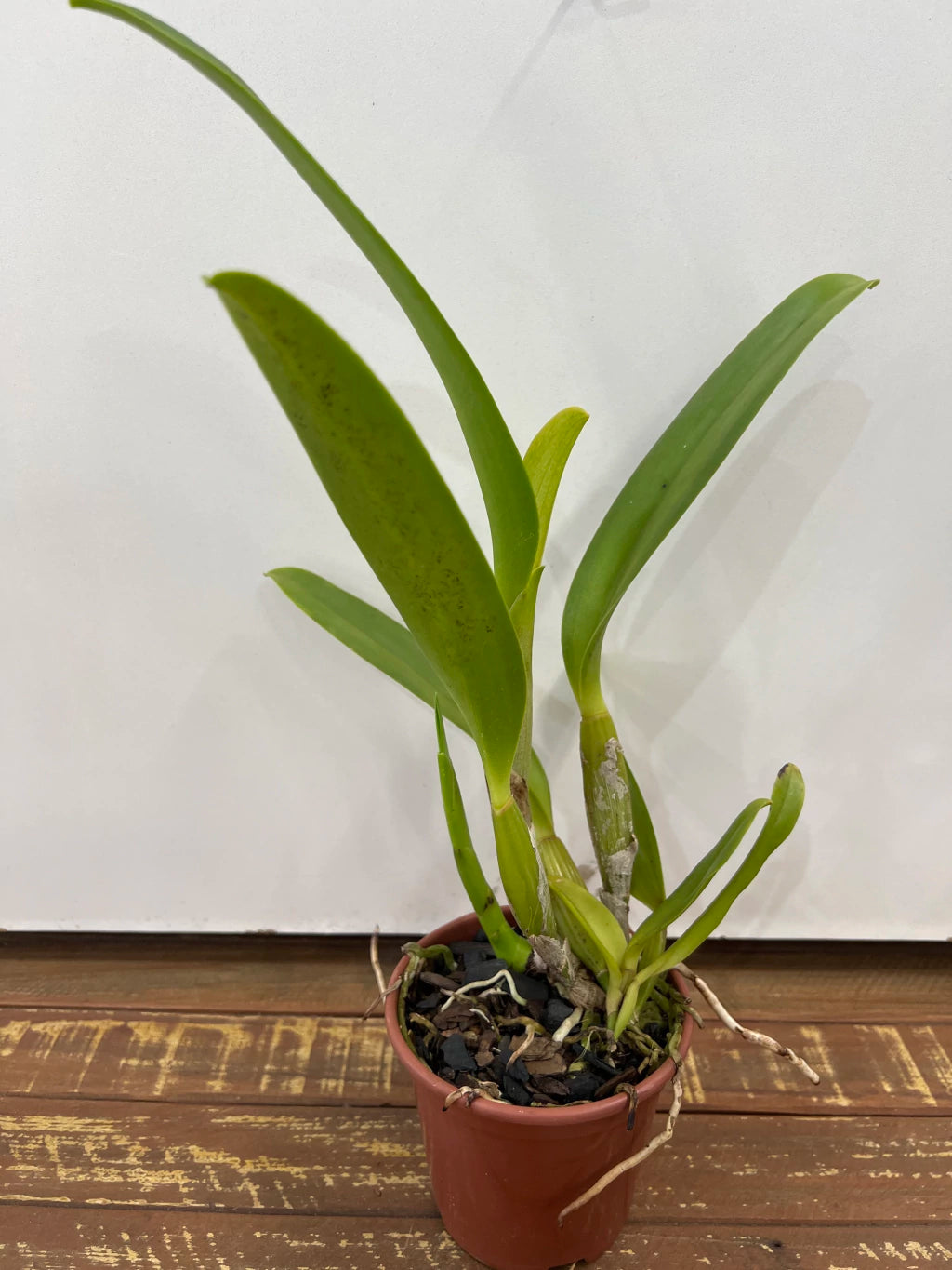 Orquídea Cattleya Turandot × Orange Show × Chunyeh (98) – Adulta e Apta à Floração, Flor de Tons Quentes e Impacto Visual